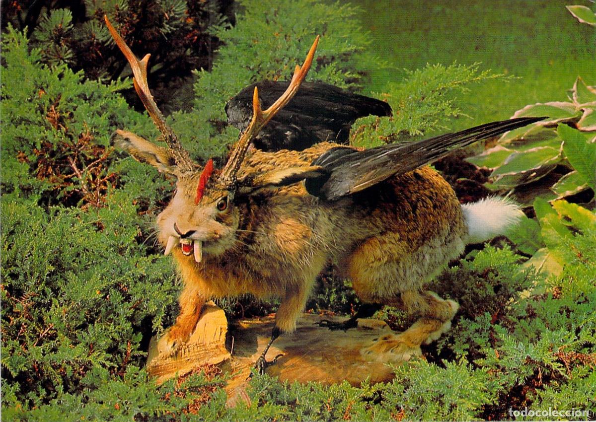Postkarten: Postal Museo Caza M&uacute;nich, Criatura M&iacute;tica Wolpertinger Taxidermia