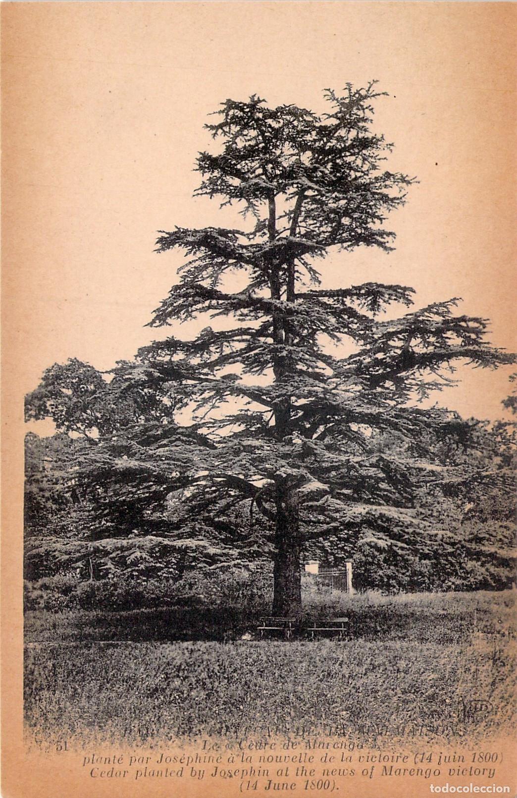 Postales: Postal C&egrave;dre de Marengo plantado por Josefina, Malmaison, Francia
