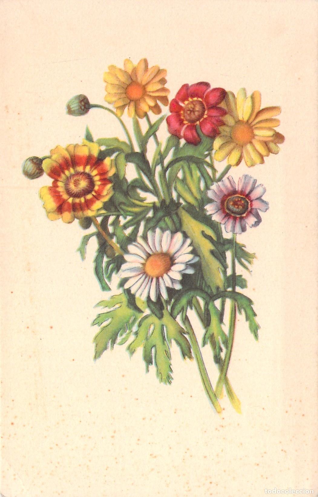 Cartes Postales: Postal Italiana de Flores Coloridas, Ramillete de Margaritas Ilustraci&oacute;n Bot&aacute;nica