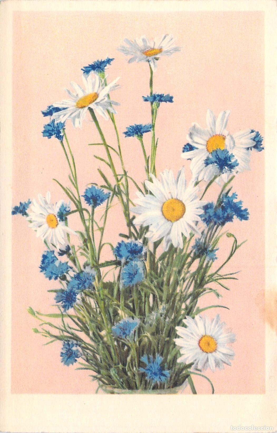 Postcards: Postal Flores: Ramillete de Margaritas y Acianos Azules, Edici&oacute;n Suiza