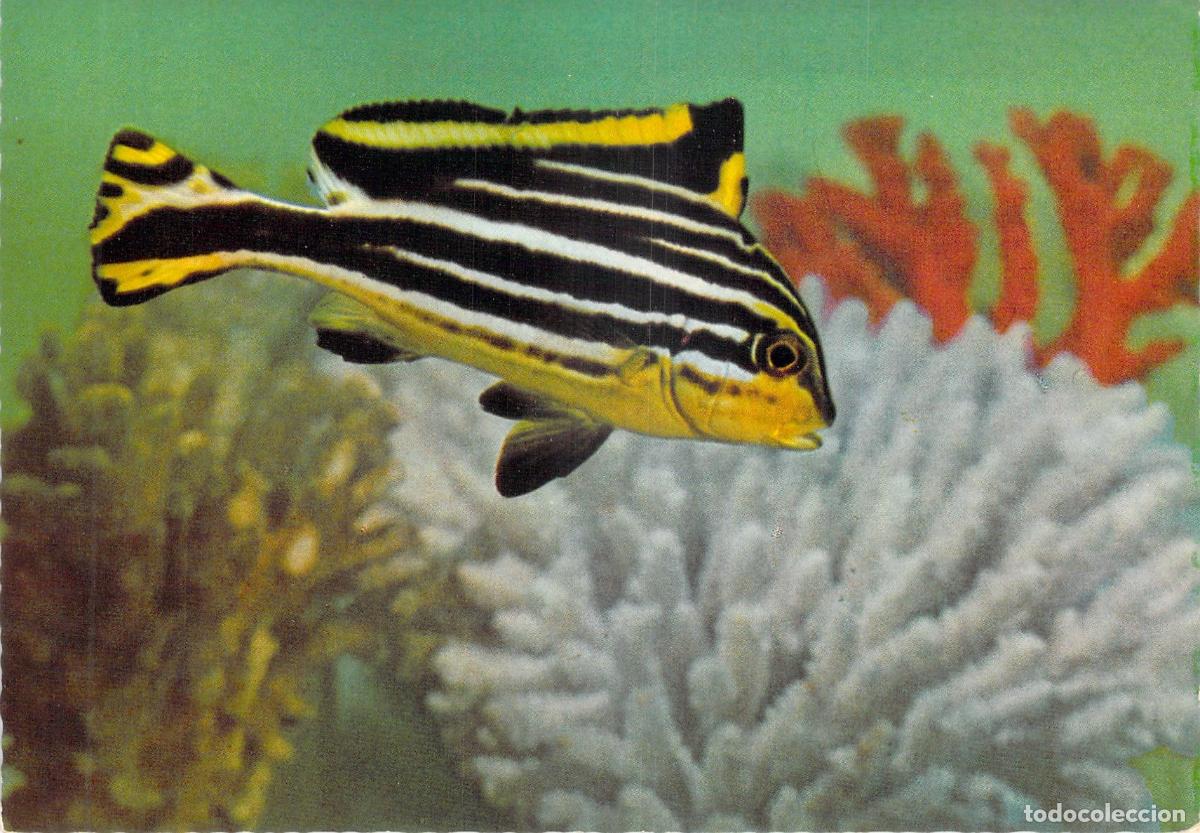 Postcards: Postal de Pez Tropical S&uuml;&szlig;lippe (Diadema sexlineatus) en Arrecife, Alemania