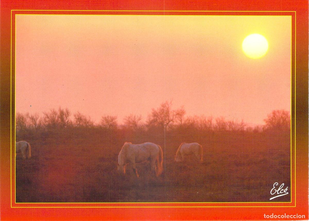 Postais: Postal Caballos Blancos al Atardecer, Campo Franc&eacute;s, Fotograf&iacute;a Cromo