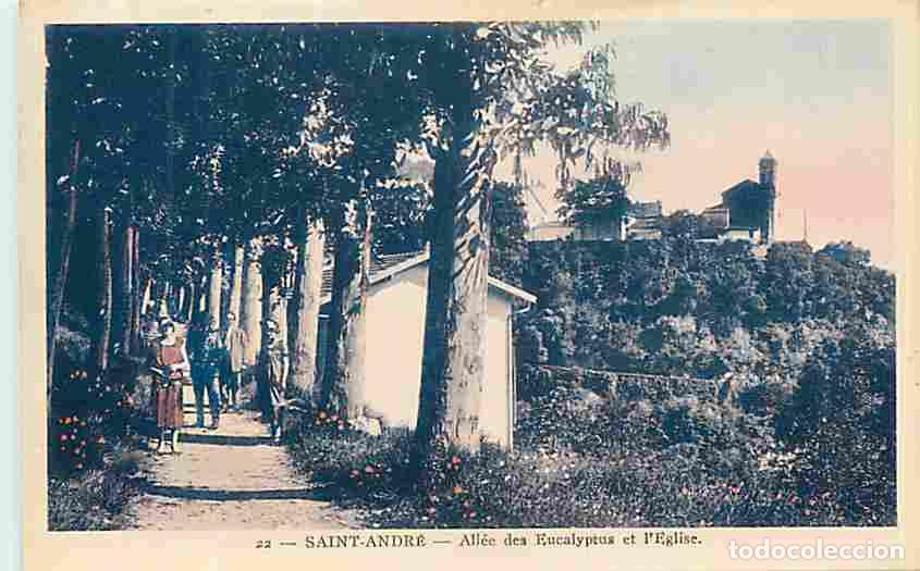 Postcards: France - 06 - Saint Andr&eacute; - All&eacute;e des Eucalyptus et l'Eglise - Coloris&eacute;e - CPA - Voir Scans Recto-Ve