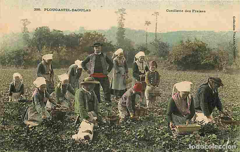 Postkarten: France - 29 - Plougastel Daoulas - Cueillette des Fraises - Anim&eacute;e - Folklore - Etat Coin Inf&eacute;rieur