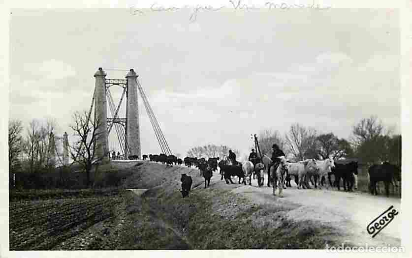 Cartoline: France - 30 - Sylv&eacute;r&eacute;al - En Camargue - Pont de Sylv&eacute;r&eacute;al - Manade de Taureaux et Chevaux Camargue -