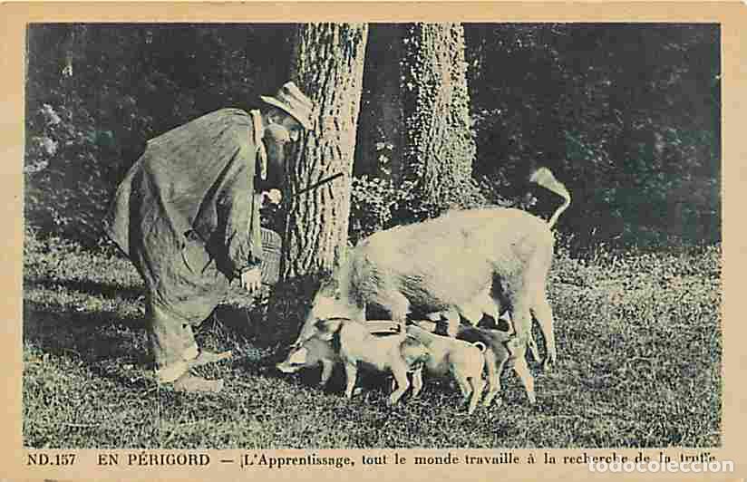 Postkarten: France - 24 - Dordogne - En P&eacute;rigord - L'Apprentissage de la recherche de la Truffe - Anim&eacute;e - Cocho