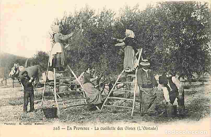 Postkarten: France - 13 - Bouches du Rhone - En Provence - La cueillette des Olives - L'Olivado - Anim&eacute;e - CPA -