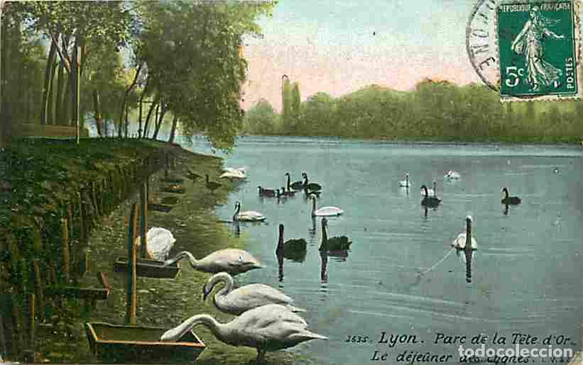 Postales: France - 69 - Lyon - Parc de la Tete d'Or - Le D&eacute;jeuner des Cygnes - Coloris&eacute;e - CPA - Voir Scans Re
