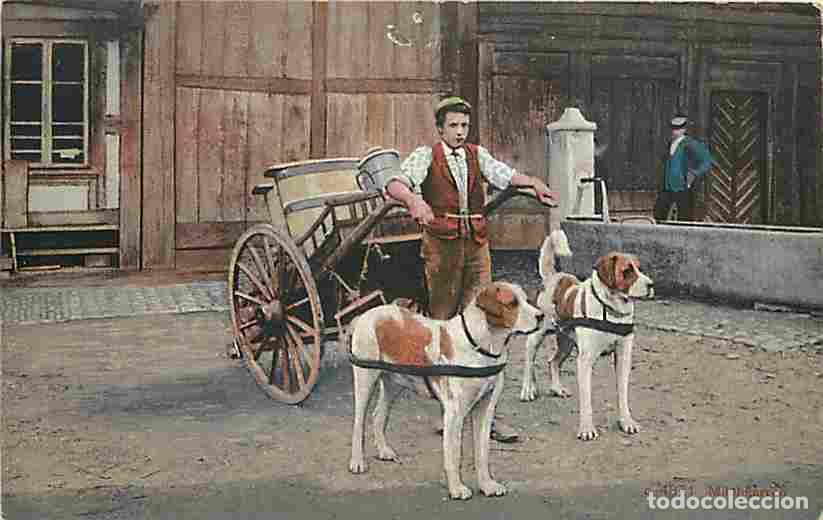 Postales: Belgique - Milchkarren - Laiti&egrave;re flamande - Anim&eacute;e - Attelage de Chiens - Folklore - Coloris&eacute;e - CP