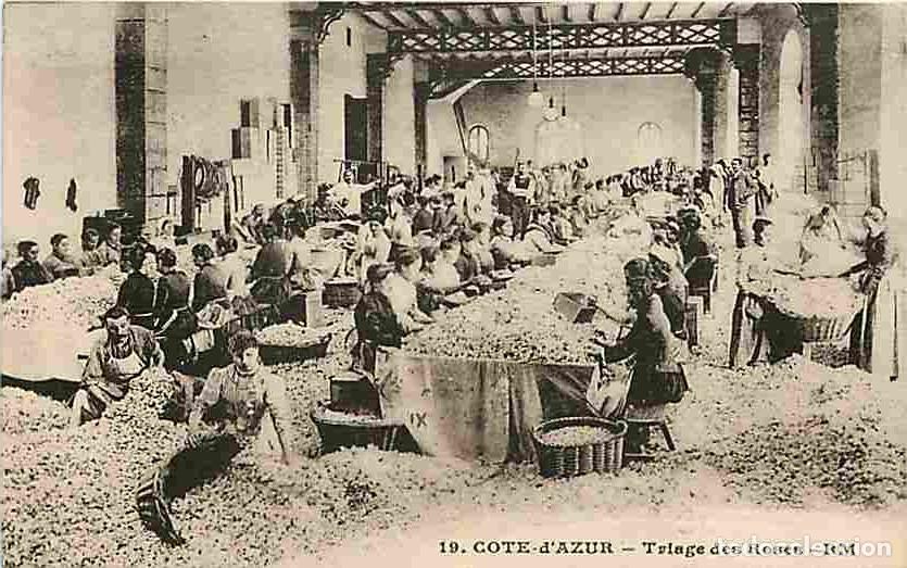 Postales: France - 06 - Grasse - Triage des Roses - Anim&eacute;e - CPA - Voir Scans Recto-Verso