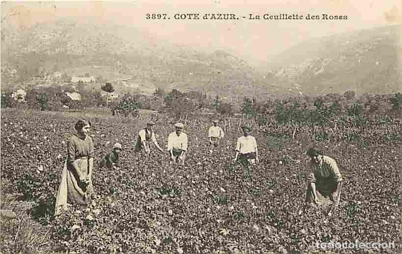 Postales: France - 06 - Alpes Maritimes - Cote d'Azur - La Cueillette des Roses - Anim&eacute;e - CPA - Oblit&eacute;ration