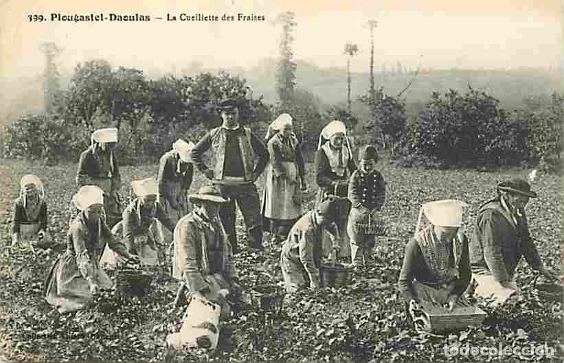 Postcards: France - 29 - Plougastel Daoulas - La Cueillette des Fraises - Sc&egrave;nes et Types - Anim&eacute;e - CPA - Voir