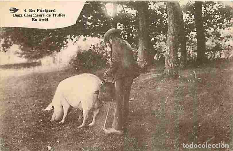 Postkarten: France - 24 - Dordogne - En P&eacute;rigord - Deux Chercheurs de Truffes - En Arret - Cochon - Anim&eacute;e - CPA