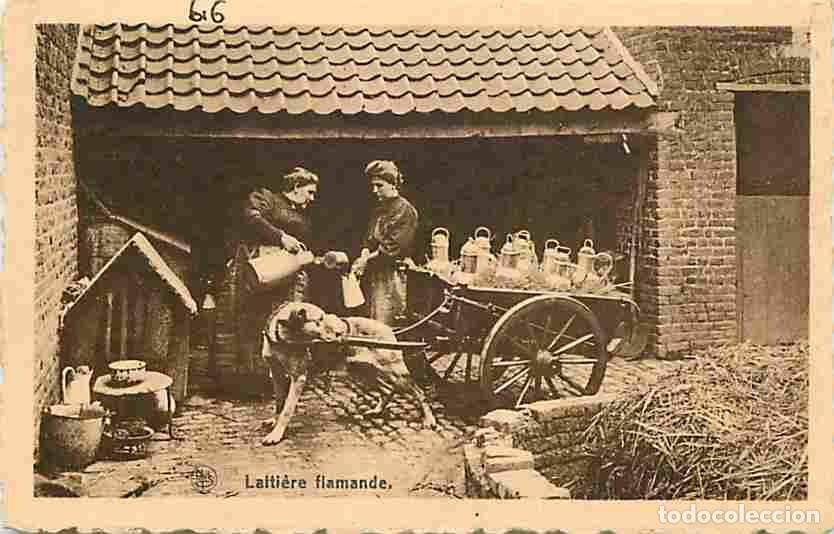 Postales: Belgique - Milchkarren - Laiti&egrave;re flamande - Anim&eacute;e - Chien - Folklore - CPA - Voir Scans Recto-Vers