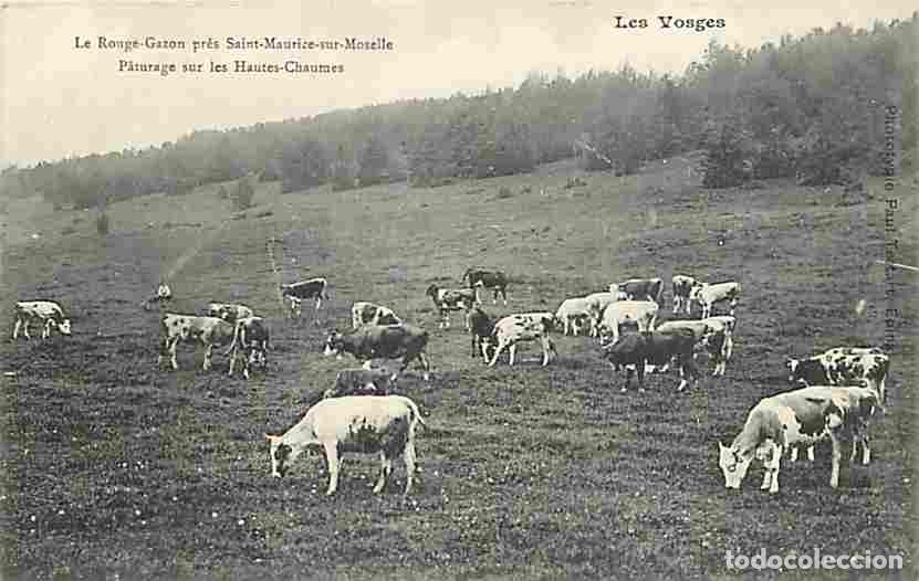 Postkarten: France - 88 - Saint Maurice sur Moselle - Le Rouge-Gazon pr&egrave;s Saint Maurice sur Moselle - Paturage s