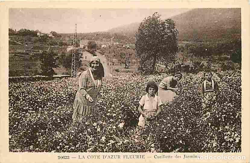 Postais: France - 06 - Alpes Maritimes - La Cote d'Azur fleurie - Cueillette des Jasmins - Anim&eacute;e - CPA - Voi