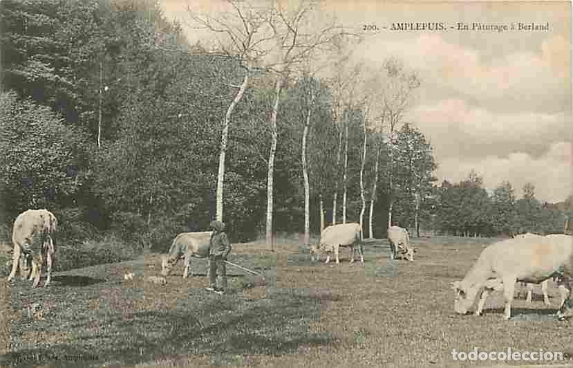 Postais: France - 69 - Amplepuis - En Paturage &agrave; Berland - Anim&eacute;e - Vaches - CPA - Voir Scans Recto-Verso