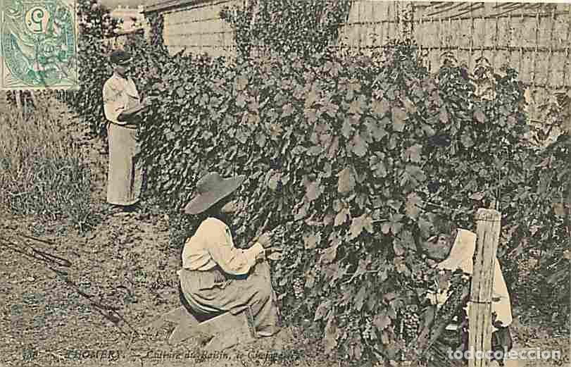 Postais: France - 77 - Thomery - Culture du Raisin - Anim&eacute;e - Vignes - CPA - Voir Scans Recto-Verso