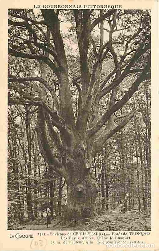 Postales: France - 03 - Saint Bonnet Tron&ccedil;ais - Foret de Tron&ccedil;ais - Les beaux arbres - Chene Le Bouquet - Anim