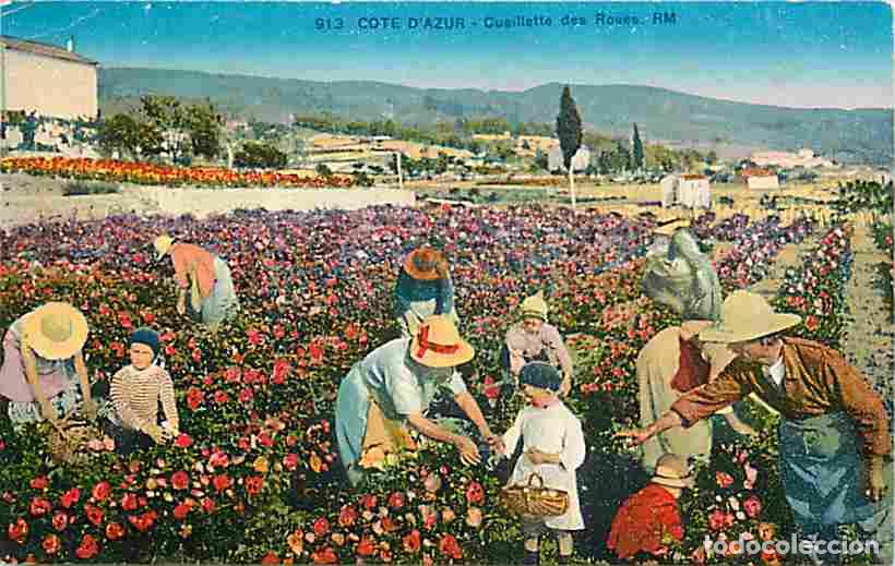 Postales: France - 06 - Grasse - Cueillette des Violettes - Femmes - Enfants - Folklore - Coloris&eacute;e - Anim&eacute;e -
