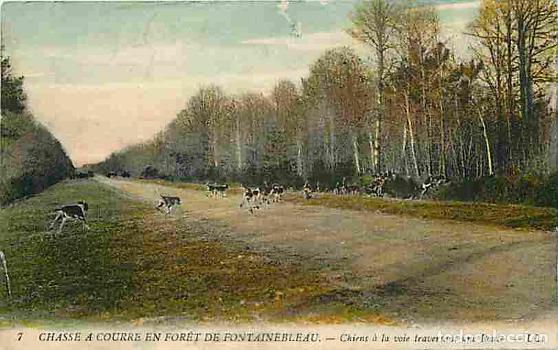 Postales: France - 77 - Fontainebleau - Chasse &agrave; Courre en Foret de Fontainebleau - Chiens &agrave; la voie traversan