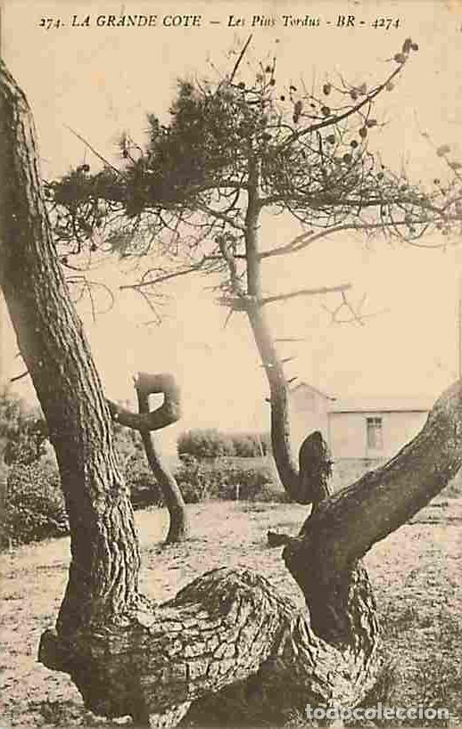 Cartes Postales: France - 17 - Charente Maritime - Les Pins tordus - Voyag&eacute;e en 1920 - CPA - Voir Scans Recto-Verso