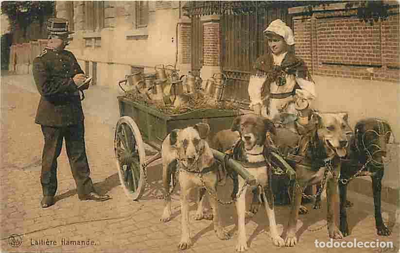 Cartes Postales: Belgique - Laiti&egrave;re Flamande - Attelage de Chiens - Anim&eacute;e - Carte Neuve - CPA - Voir Scans Recto-Ve
