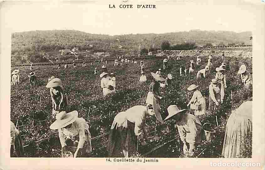 Cartes Postales: France - 06 - Alpes Maritimes - Cote d'Azur - Cueillette du jasmin - Anim&eacute;e - Correspondance - Voyag