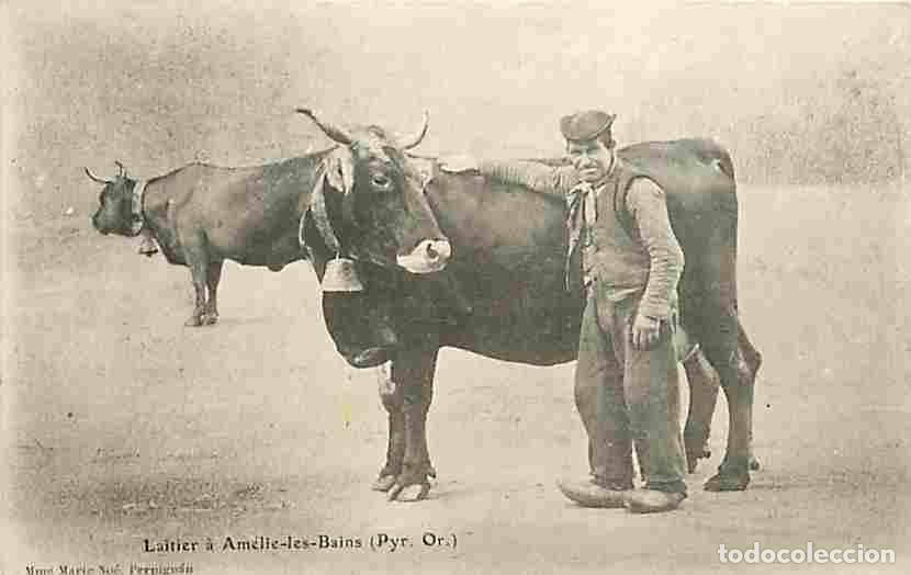 Postcards: France - 66 - Am&eacute;lie les Bains - Laitier - Vaches - Pr&eacute;curseur - Carte Neuve - CPA - Voir Scans Rect