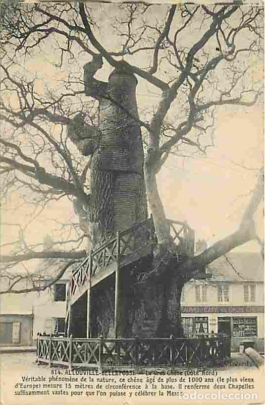 Cartoline: France - 76 - Allouville-Bellefosse - Le Gros Chene - Oblit&eacute;ration ronde de 1916 - CPA - Voir Scans