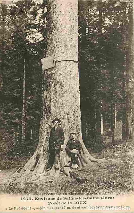 Cartoline: France - 39 - Foret de la Joux - Environs de Salins les Bains - Anim&eacute;e - CPA - Voir Scans Recto-Vers