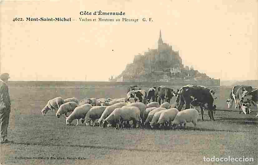 Cartes Postales: France - 50 - Mont Saint Michel - Vaches et Moutons au P&acirc;turage - Anim&eacute;e - Correspondance - Voyag&eacute;e