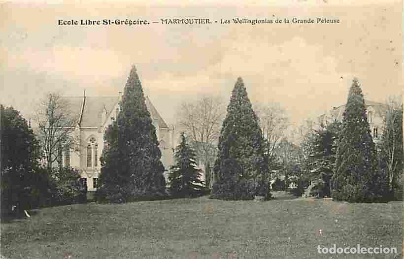 Postkarten: France - 67 - Marmoutier - Ecole Libre Saint-Gr&eacute;goire - Les Wellingtonias de la Grande Pelouse - CPA