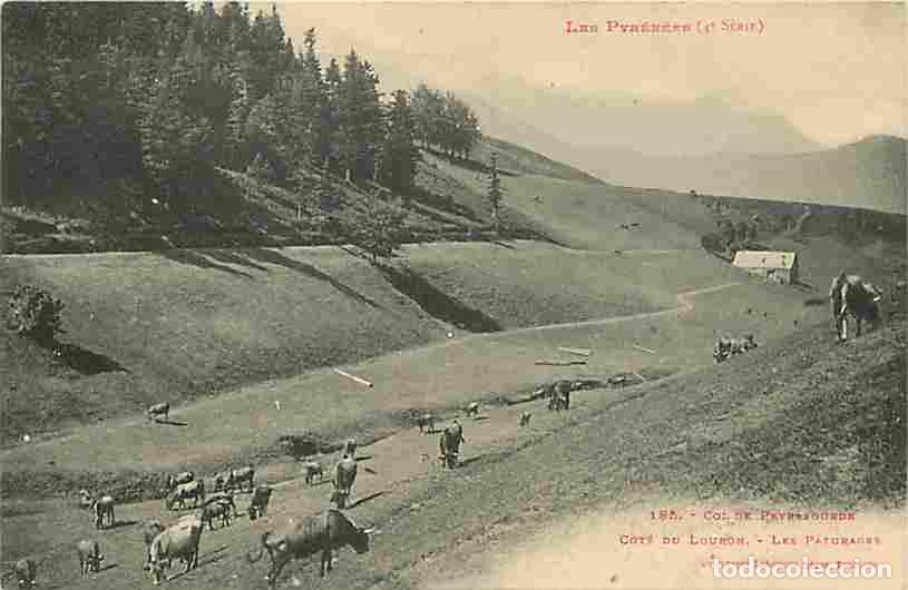 Postkarten: France - 65 - Hautes Pyr&eacute;n&eacute;es - Col de Peyresourde - Cot&eacute; du Louron - Les Paturages - Vaches - Corre