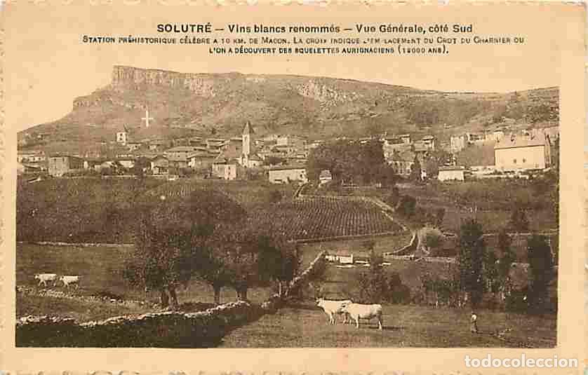 Postales: France - 71 - Solutr&eacute; - Vue G&eacute;n&eacute;rale, c&ocirc;t&eacute; Sud - Vaches - CPA - Voir Scans Recto-Verso