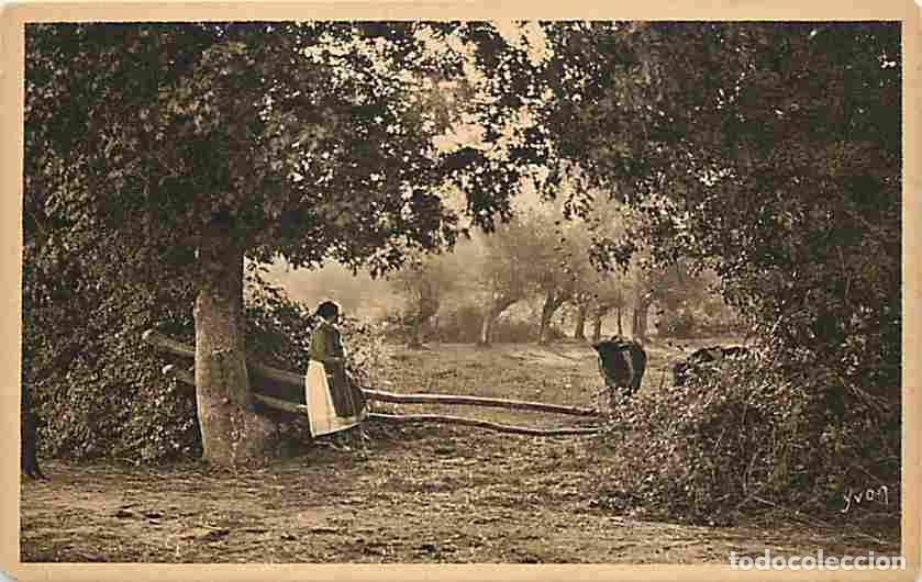 Cartoline: France - 87 - Haute Vienne - La R&eacute;gion du Limousin - Clairi&egrave;re - Vaches - Paysans - Etat carte &eacute;corn