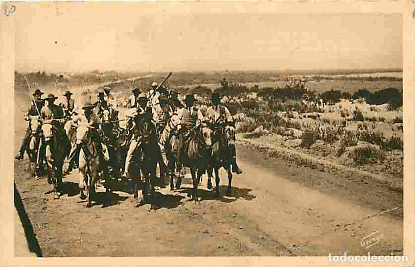 Postcards: France - 13 - Camargue - L'Abrivado - Les Gardians encadent les Taureaux qu'ils am&egrave;nent aux Ar&egrave;nes d
