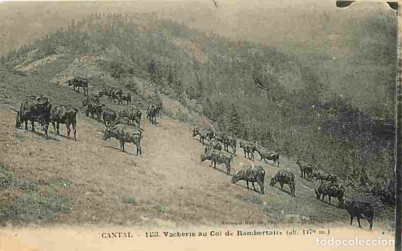 Postais: France - 15 - Rambertaire - Vacherie au Col de Rambertaire - Vaches - Voyag&eacute;e en 1922 - CPA - Voir S