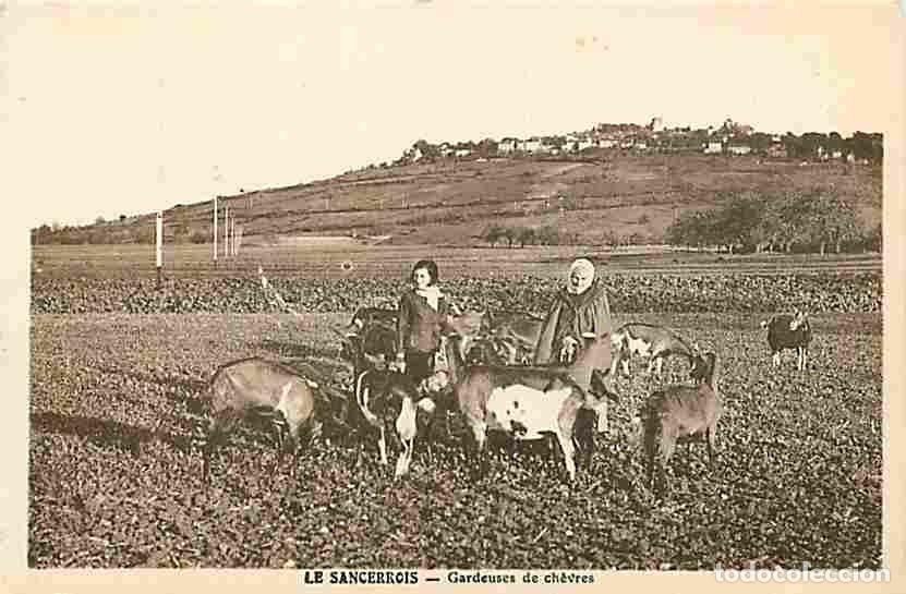 Postales: France - 18 - Cher - Le Sancerrois - Gardeuses de Ch&egrave;vres - Anim&eacute;e - Carte Neuve - CPA - Voir Scans