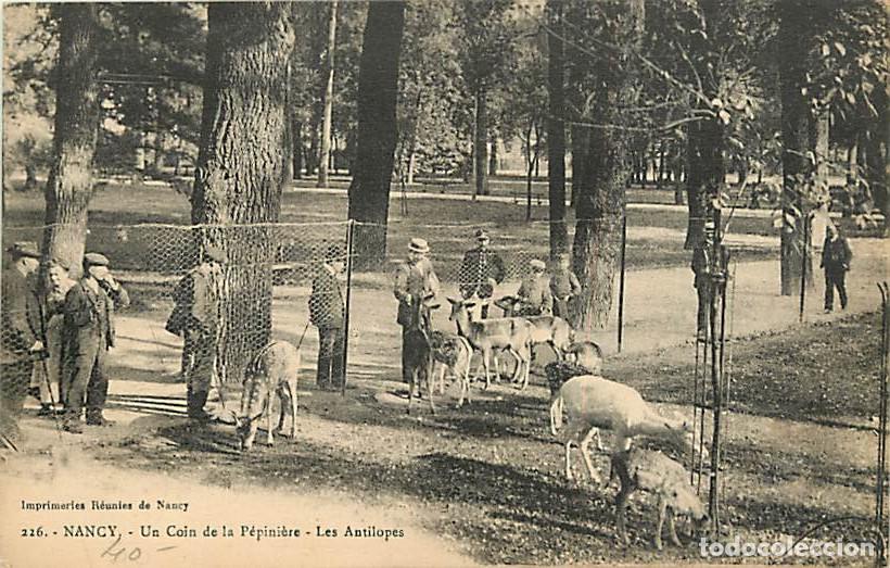 Cartoline: France - 54 - Nancy - Un Coin de la P&eacute;pini&egrave;re - Les Antilopes - Anim&eacute;e - Zoo - CPA - Voir Scans Rect