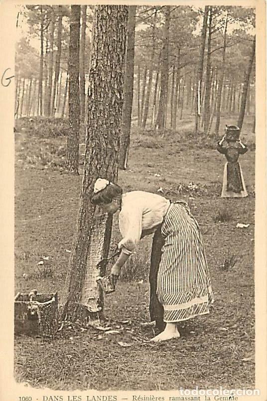Cartoline: France - 40 - Landes - Gemmage en Foret Landaise - R&eacute;sini&egrave;res ramassant la Gemme - Anim&eacute;e - Voyag&eacute;e