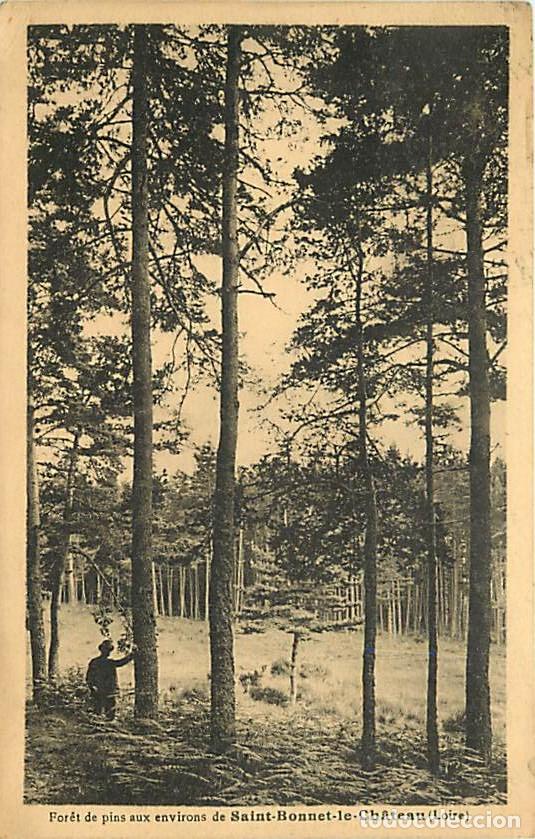 Postais: France - 42 - Saint Bonnet le Ch&acirc;teau - For&ecirc;t de pins aux environs de Saint Bonnet le Ch&acirc;teau - Anim