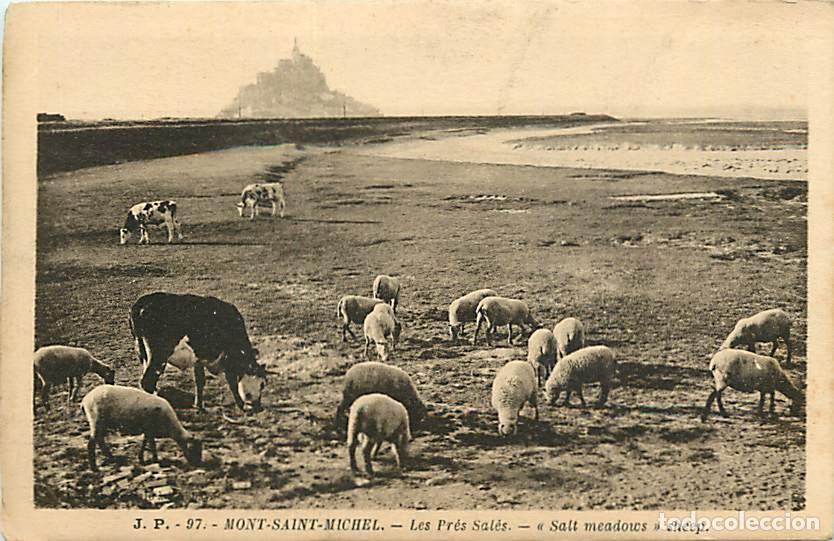 Cartes Postales: France - 50 - Le Mont Saint Michel - Les Pr&eacute;s Sal&eacute;s - Moutons - Anim&eacute;e - Vaches - CPA - Voir Scans R