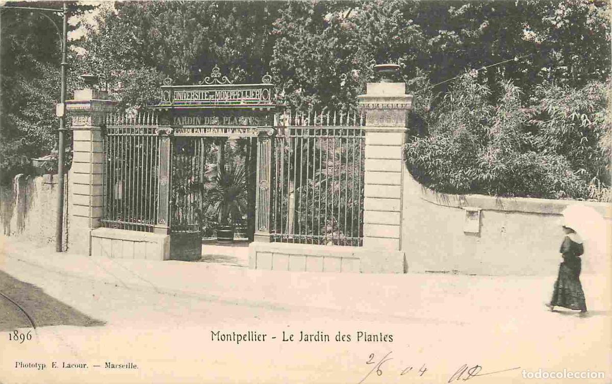 Postkarten: France - 34 - Montpellier - Le Jardin des Plantes - Anim&eacute;e - Pr&eacute;curseur - CPA - Oblit&eacute;ration ronde d