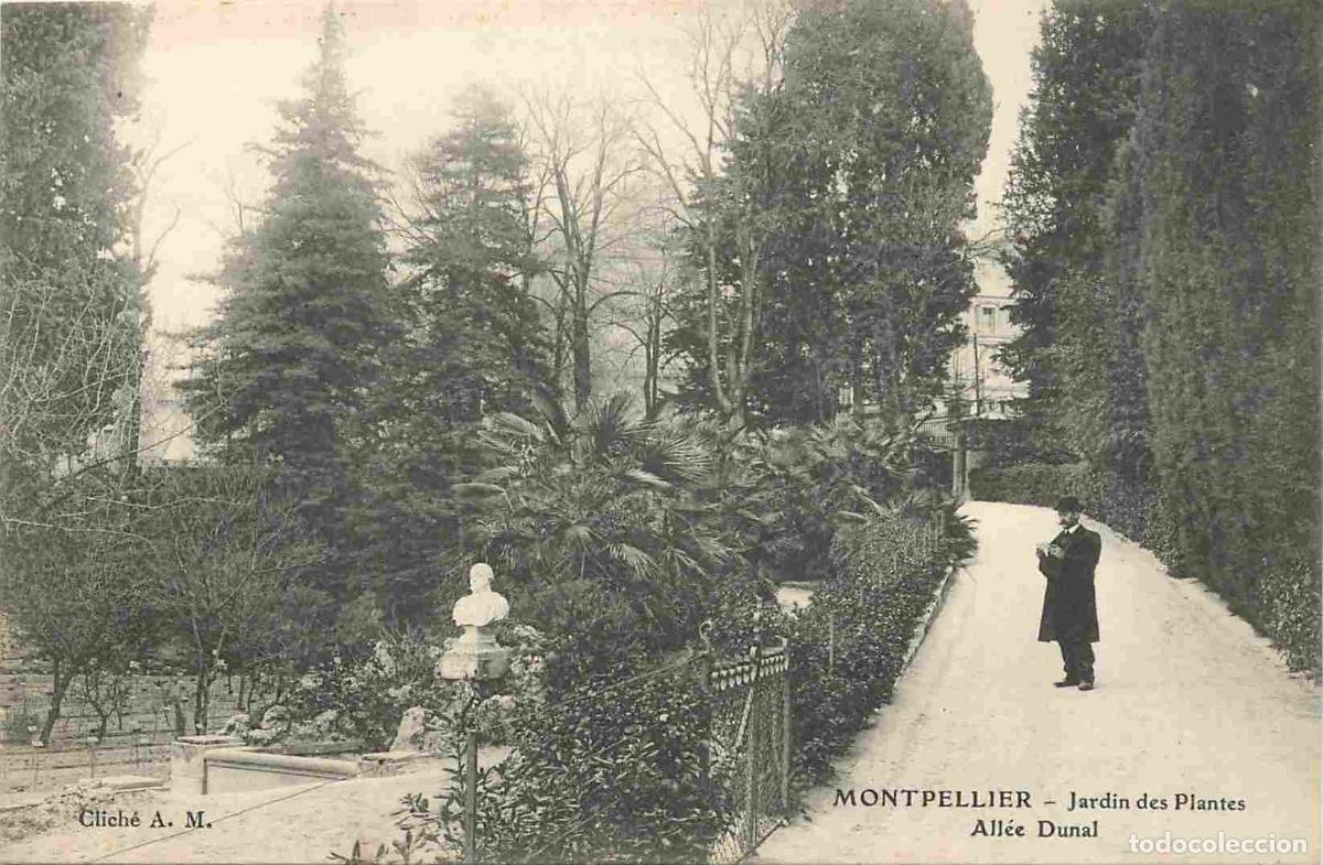 Cartes Postales: France - 34 - Montpellier - Jardin des Plantes - All&eacute;e Dunal - Anim&eacute;e - CPA - Voir Scans Recto-Verso