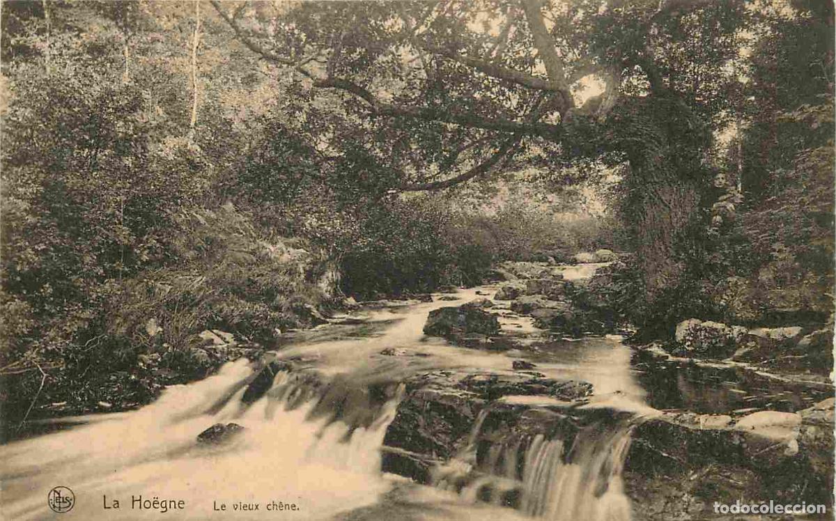 Postales: Pays - Belgique - Le Ho&euml;gne - Le vieux ch&ecirc;ne - CPA - Voir Scans Recto-Verso