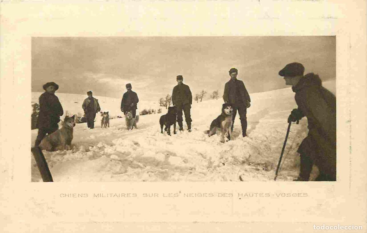 Postcards: France - 68 - Haut Rhin - Chiens militaires sur les neiges des hautes Vosges - Anim&eacute;e - CPA - Voir S