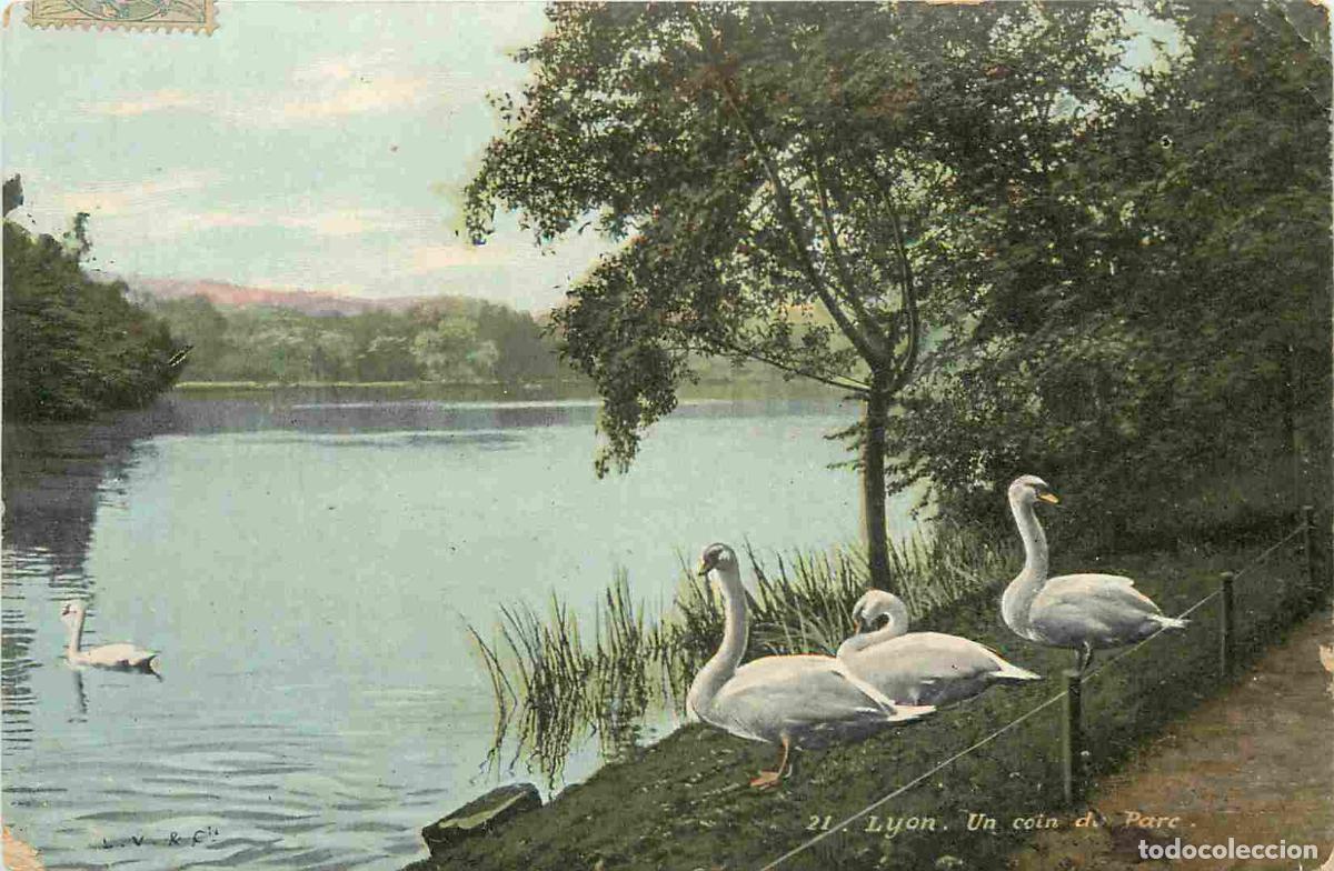 Postcards: France - 69 - Lyon - Parc de la T&ecirc;te d'Or - un coin du Parc - Coloris&eacute;e - Cygnes - CPA - Oblit&eacute;ratio