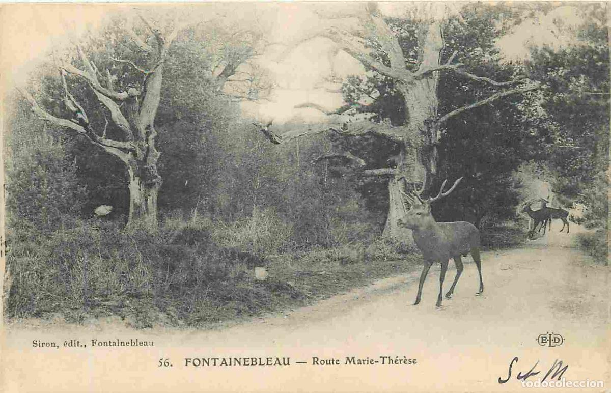 Postkarten: France - 77 - Fontainebleau - Route Marie Th&eacute;r&egrave;se - Chevreuil - Correspondance - CPA - Voir Scans Re