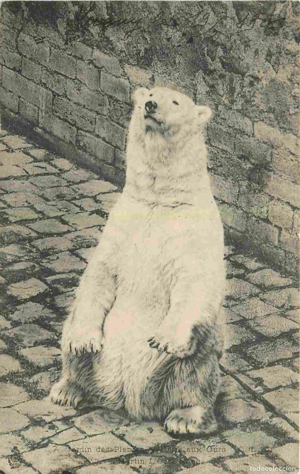 Postais: France - 75 - Paris - Jardin des Plantes - La Fosse aux Ours - Zoo - Correspondance - CPA - Oblit&eacute;ra